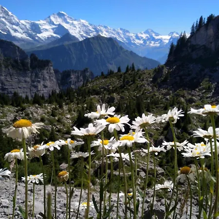 Swiss 